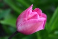 Beautiful bright pink tulip bloom in the garden in a summer Royalty Free Stock Photo