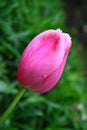 Beautiful bright pink tulip bloom in the garden on a sunny day Royalty Free Stock Photo