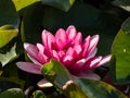 Beautiful bright pink water-lily flower blooming with yellow middle on green leaves in sunlight Royalty Free Stock Photo