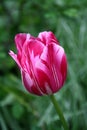 Beautiful bright pink white striped tulip bloom in the garden in all its glory Royalty Free Stock Photo