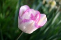 Beautiful bright pink white tulip bloom in the garden on a sunny day Royalty Free Stock Photo