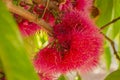 Blossom Of The Syzgium Malaccense Apple Tree Royalty Free Stock Photo