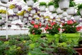 Beautiful bright plantation of different of flowers and interior of greenhouse in spring