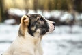 Beautiful and bright portrait alabai, dog puppy in snowy weather