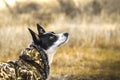 Beautiful bright portrait of a dog in a yellow field. Travel photo, best friend. Basenji in clothes Royalty Free Stock Photo