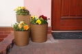 Beautiful bright potted flowers near house outdoors Royalty Free Stock Photo