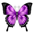 Beautiful bright purple  butterfly. Vector illustration isolated Royalty Free Stock Photo