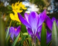 bright purple crocus flower in the spring garden. selective focus, blurred background Royalty Free Stock Photo