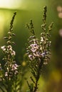 A beautiful, bright purple-pink bunch of common heather Calluna vulgaris, in the backlight of the evening sunlight, against a Royalty Free Stock Photo