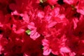 Red azaleas bloom in late spring Royalty Free Stock Photo