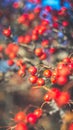 Beautiful bright red berries of hawthorn in late autumn