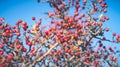 Beautiful bright red berries of hawthorn in late autumn