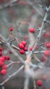 Beautiful bright red berries of hawthorn in late autumn. The photo was taken with an old manual Soviet lens