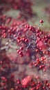 Beautiful bright red berries of hawthorn in late autumn