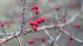 Beautiful bright red berries of hawthorn in late autumn. The photo was taken with an old manual Soviet lens