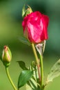 Beautiful bright red blossoming rosebud on a high stem in the garden. Close-up, blurred background.