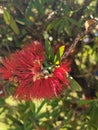 Beautiful bright red callistemon or bottle brush plant with foliage Royalty Free Stock Photo