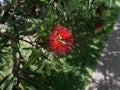 Beautiful bright red callistemon or bottle brush plant with foliage Royalty Free Stock Photo