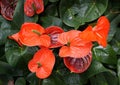 Bright red color of Anthurium `Nebraska` flower