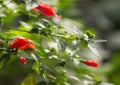 Beautiful bright red exotic flower buds with a blurr