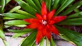 A beautiful bright red flower garden with a bright day. Royalty Free Stock Photo