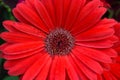 Beautiful Bright Red Gerbera Daisy daisies in full bloom Royalty Free Stock Photo