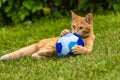 A beautiful bright red kitten with yellow eyes and pink nose plays with a soft toy blue ball on the green grass Royalty Free Stock Photo