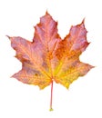 Beautiful bright red, onange and yellow maple tree leaf isolated on white background. Golden maple tree leaf close up. Royalty Free Stock Photo