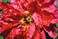 Beautiful bright red peony flower petals close up macro texture detail with yellow pestle Royalty Free Stock Photo