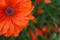 Beautiful bright red poppy flower outdoors, closeup. Space for text Royalty Free Stock Photo