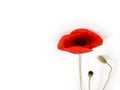 Beautiful bright red poppy flowers isolated on white backgrounds. Royalty Free Stock Photo