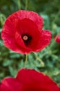 Beautiful bright red poppy grows in the garden