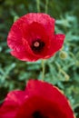 Beautiful bright red poppy grows in the garden