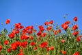 beautiful bright red puppy field. blooming red poppies against blue sky. abstract low angle view of rural field Royalty Free Stock Photo