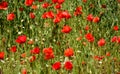 beautiful bright red puppy field. many blooming red poppies. abstract view of rural field Royalty Free Stock Photo