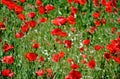 beautiful bright red puppy field. many blooming red poppies. abstract view of rural field Royalty Free Stock Photo
