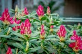 Beautiful bright red rhododendron flower buds Royalty Free Stock Photo