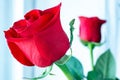 Beautiful and bright red roses Royalty Free Stock Photo