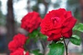 Beautiful bright red roses growing on bushes Royalty Free Stock Photo