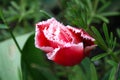 Beautiful bright red tulip bloom in the garden in all its glory Royalty Free Stock Photo