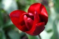 Beautiful bright red tulip bloom in the garden in all its glory Royalty Free Stock Photo