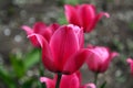 Beautiful bright red tulips bloom in the garden in all its glory Royalty Free Stock Photo