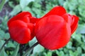 Beautiful bright red tulips bloom in the garden in all its glory Royalty Free Stock Photo