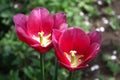 Beautiful bright red tulips bloom in the garden in all its glory Royalty Free Stock Photo