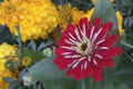 Beautiful Bright Red and White Striped Gerber Daisy Blazing in the Summer Sun Royalty Free Stock Photo