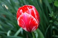 Beautiful bright red white striped tulip bloom in the garden in all its glory Royalty Free Stock Photo