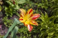 Beautiful bright red and yellow tulip close-up. Spring flowers tulips in flower beds Royalty Free Stock Photo