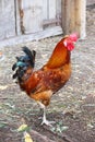 A beautiful bright rooster of brown color with blue-green feathers on the tail, a large red comb stands on one leg.