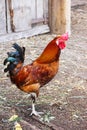 A beautiful bright rooster of brown color with blue-green feathers on the tail, a large red comb stands on one leg.