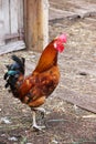 A beautiful bright rooster of brown color with blue-green feathers on the tail, large red comb stands on one leg on gray boards